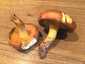 Rózsástövű fenyőtinóru (Suillus collinitus), Szigetmonostor